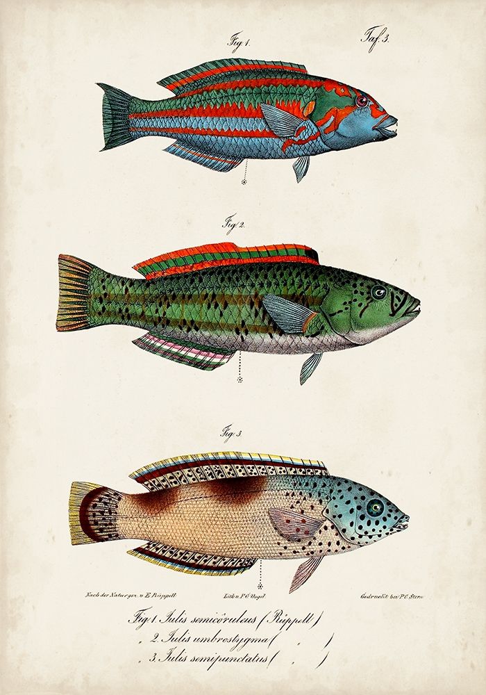 Antique Fish Trio I