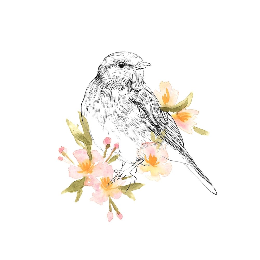 Robin Sketch I