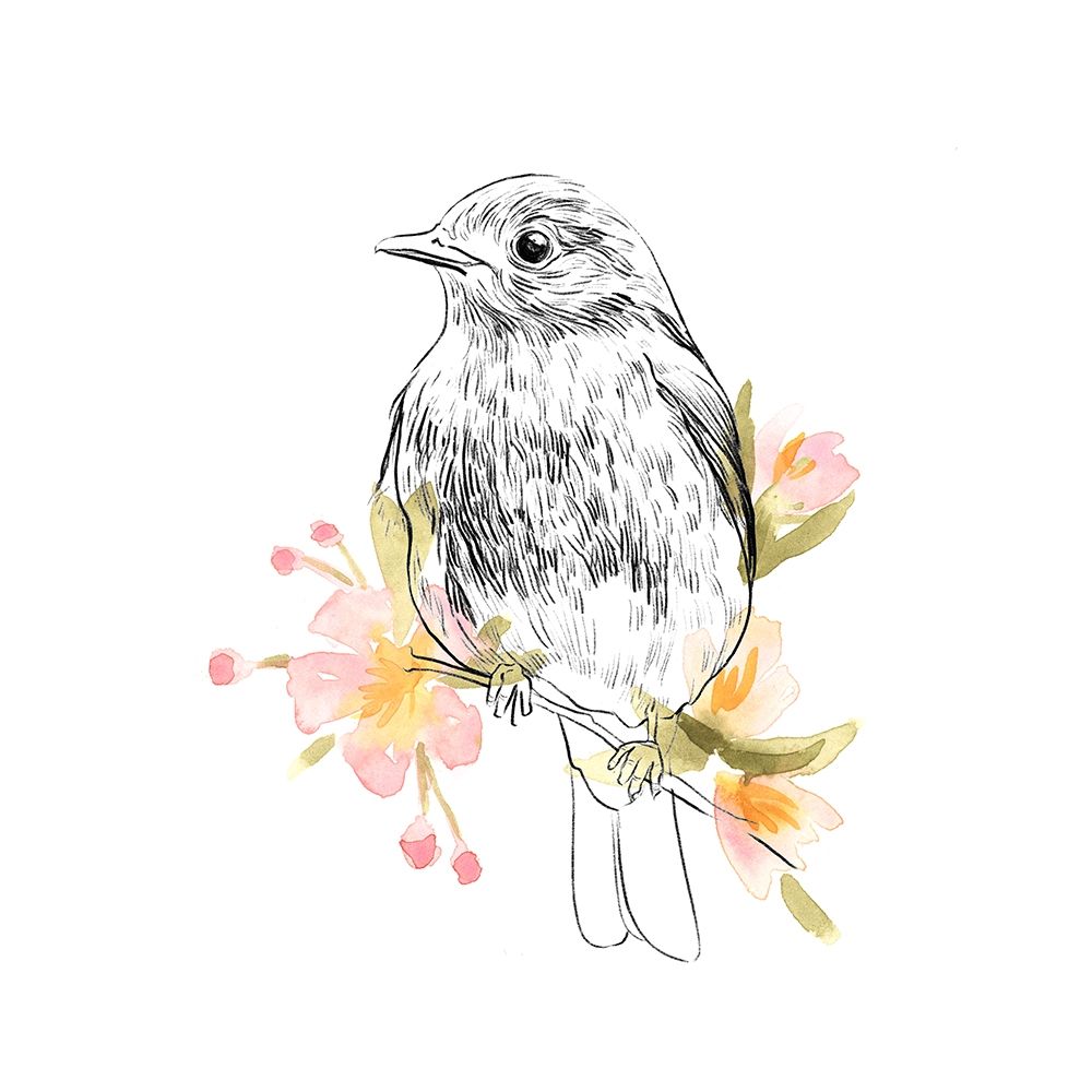 Robin Sketch II