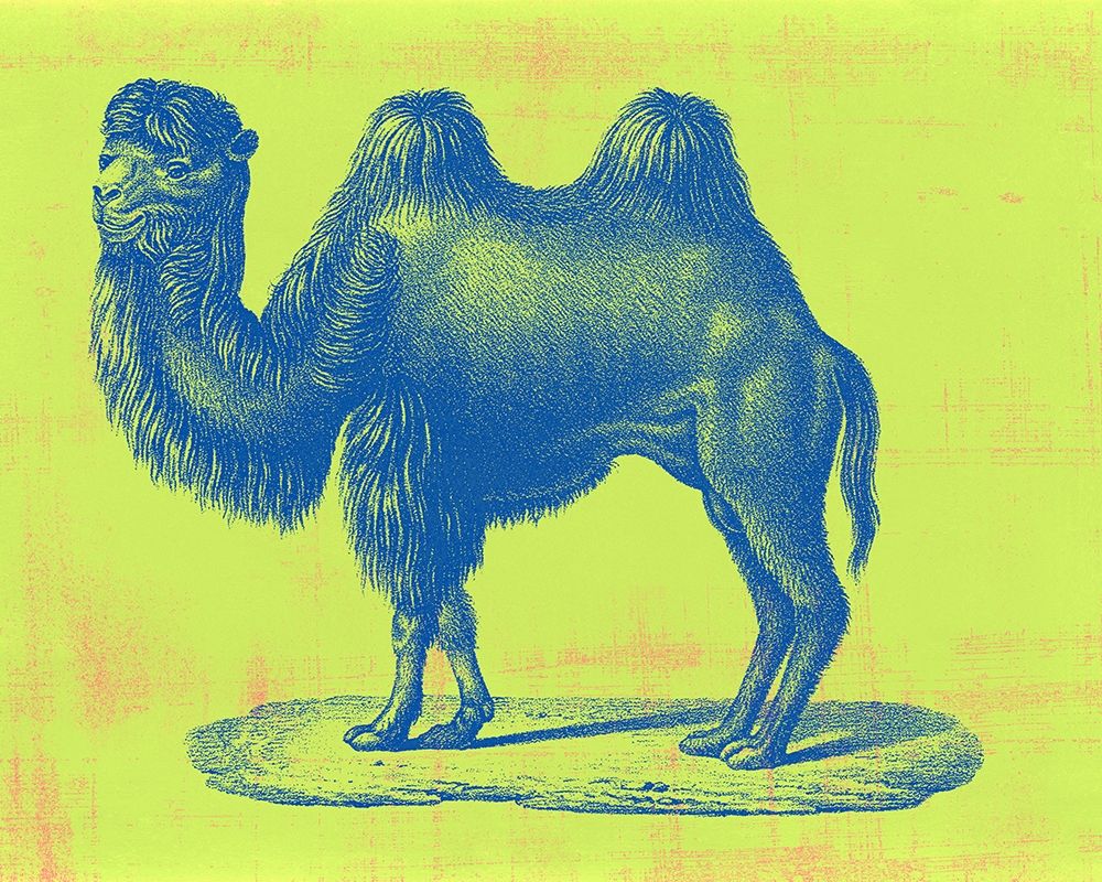Safari Pop IV