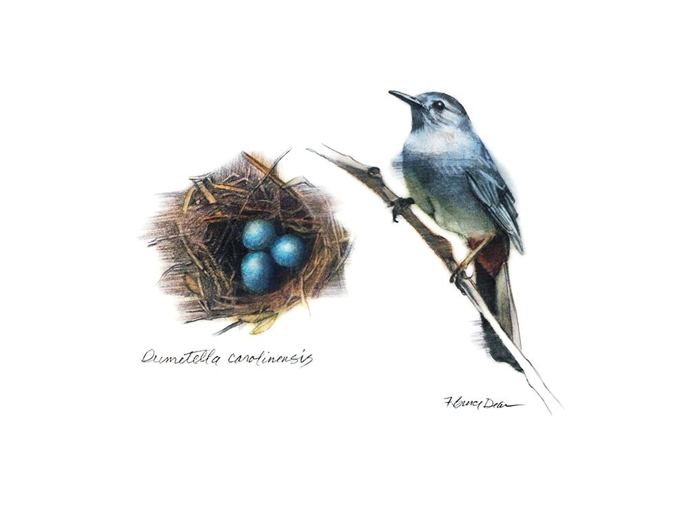 Bird and Nest Study II