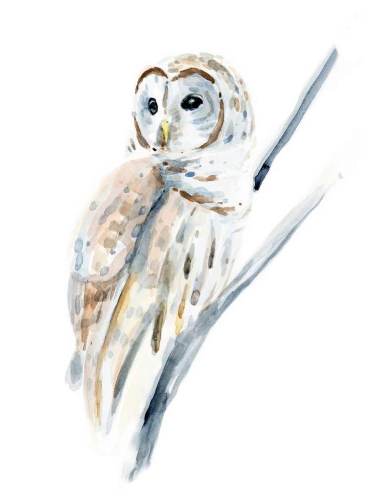 Arctic Owl I