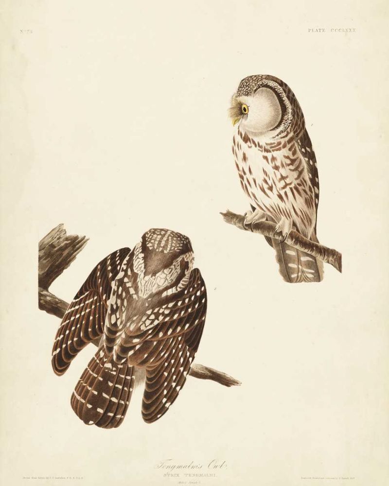 Pl 380 Tengmalms Owl