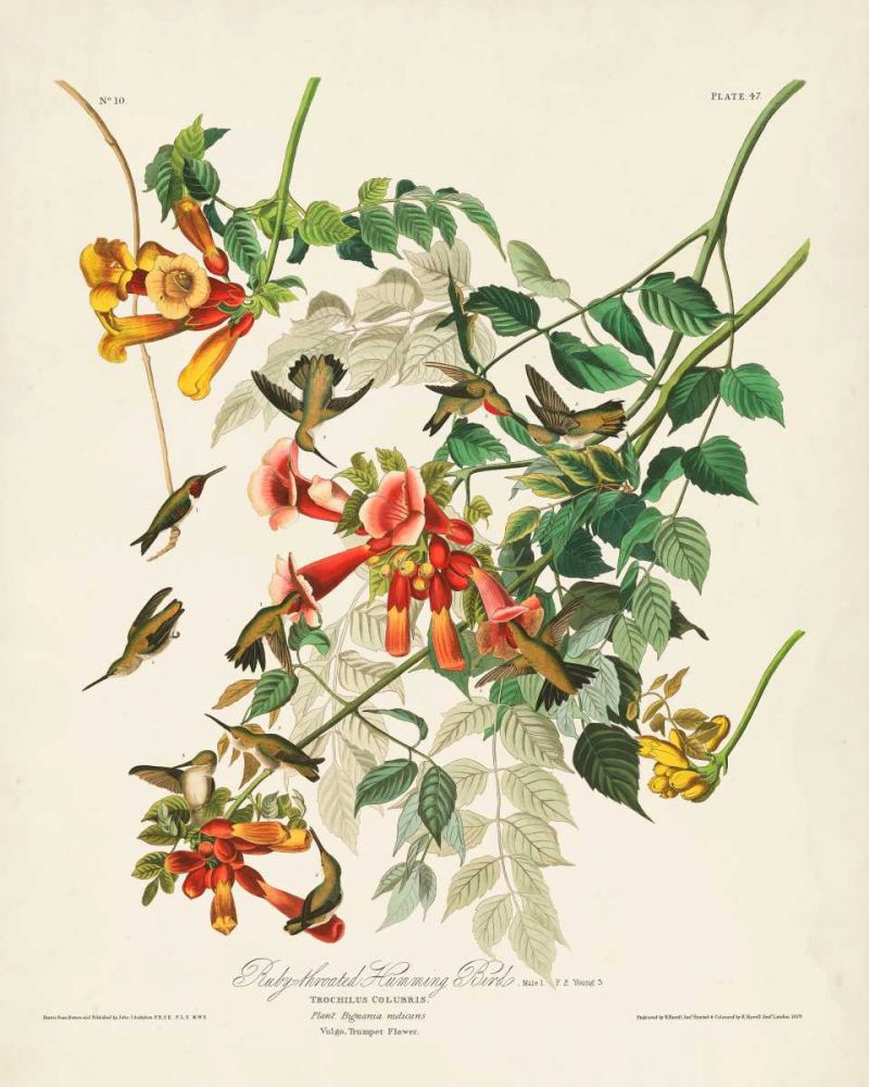 Pl 47 Ruby-throated Hummingbird