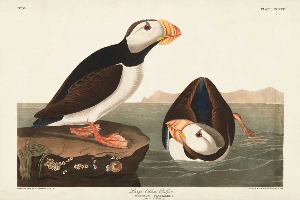 Pl 293 Large-billed Puffin