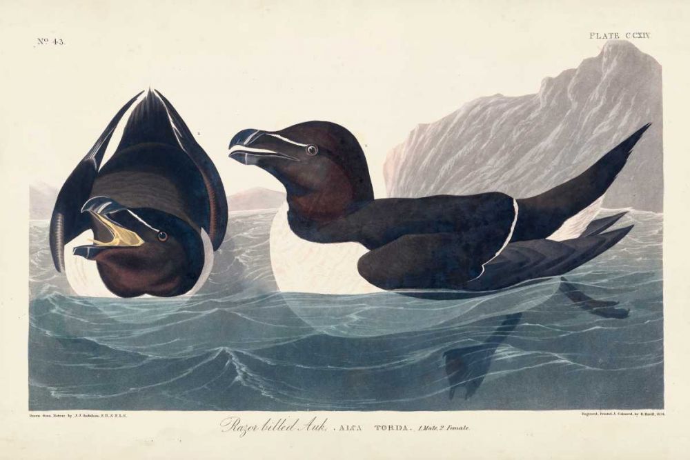 Pl 214 Razor-billed Auk