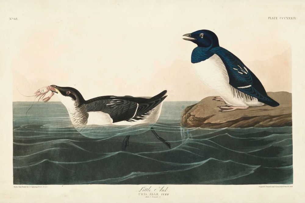 Pl 339 Little Auk