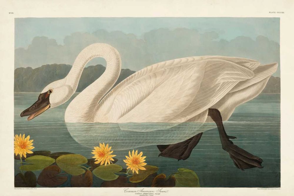 Pl 411 Common American Swan