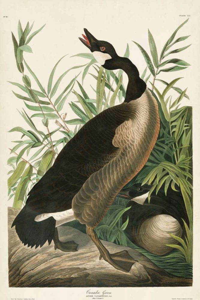 Pl 201 Canada Goose