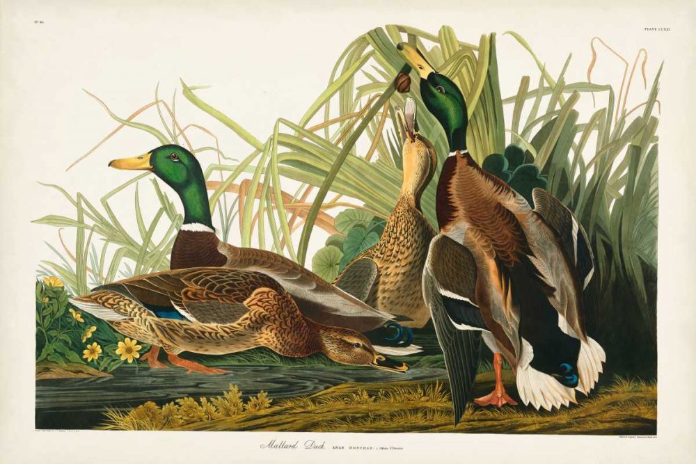 Pl 221 Mallard Duck