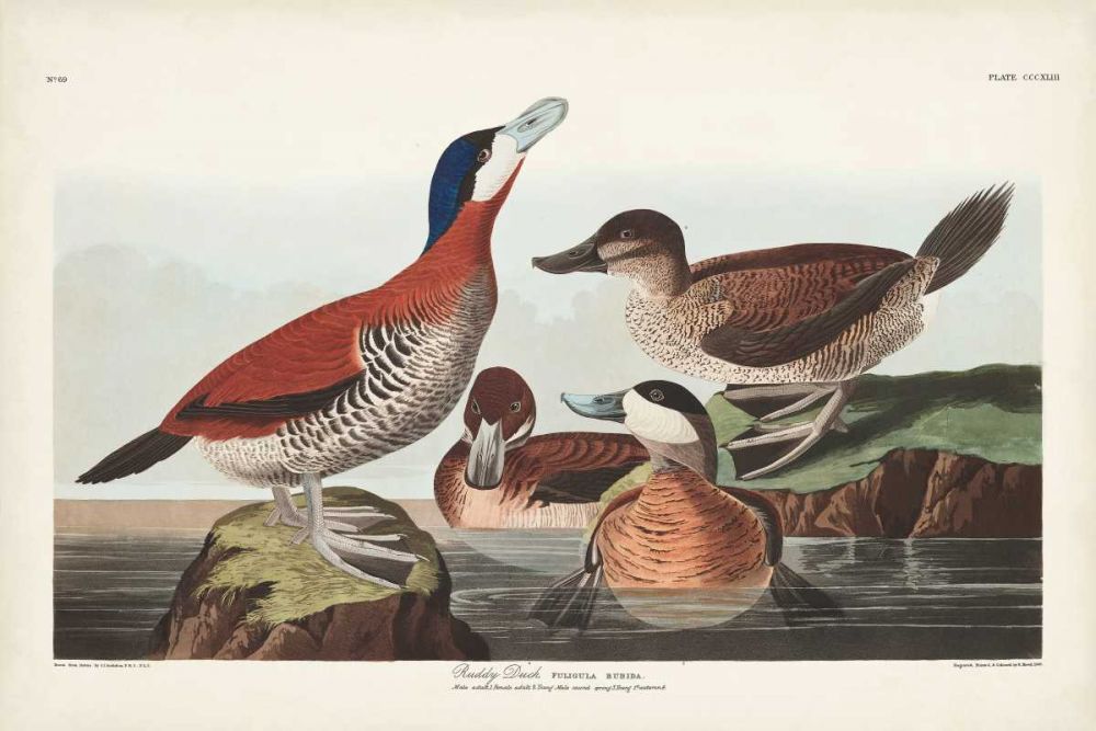 Pl 343 Ruddy Duck