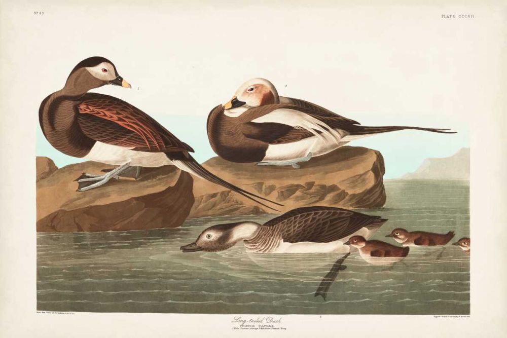 Pl 312 Long-tailed Duck