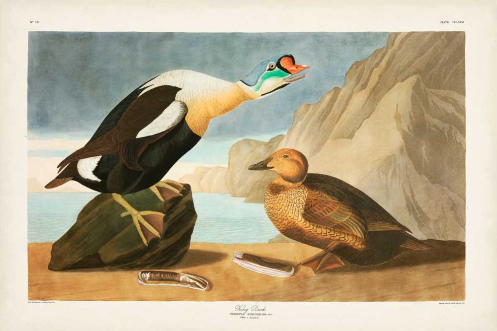 Pl 276 King Duck