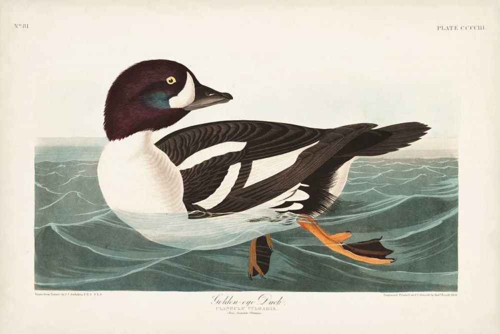 Pl 403 Golden-eye Duck