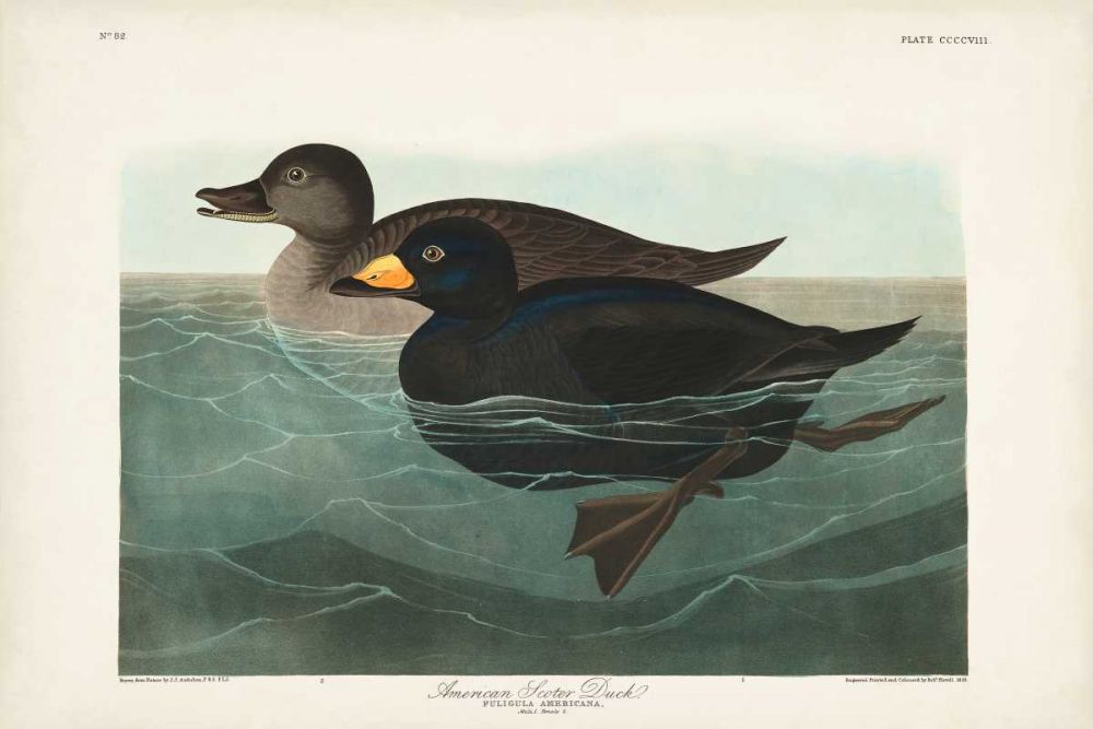 Pl 408 American Scoter Duck
