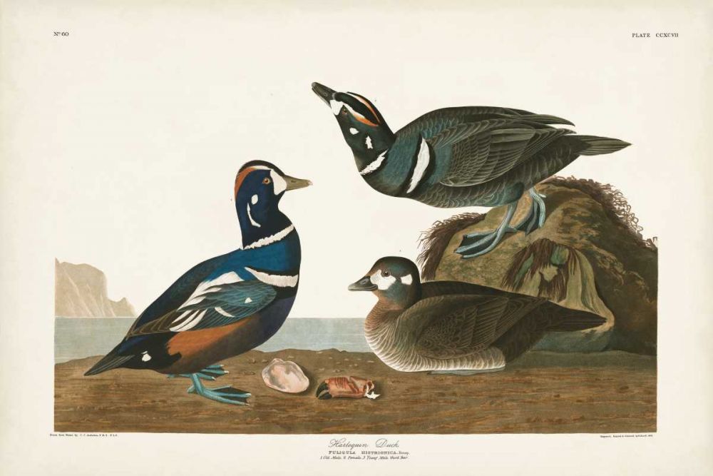 Pl 297 Harlequin Duck