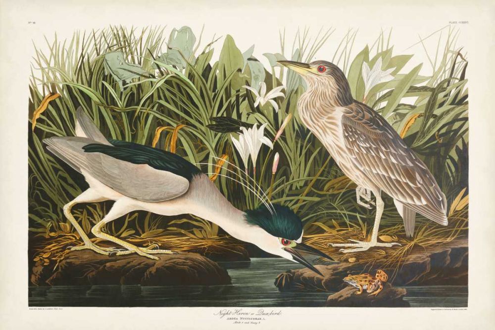 Pl 236 Night Heron
