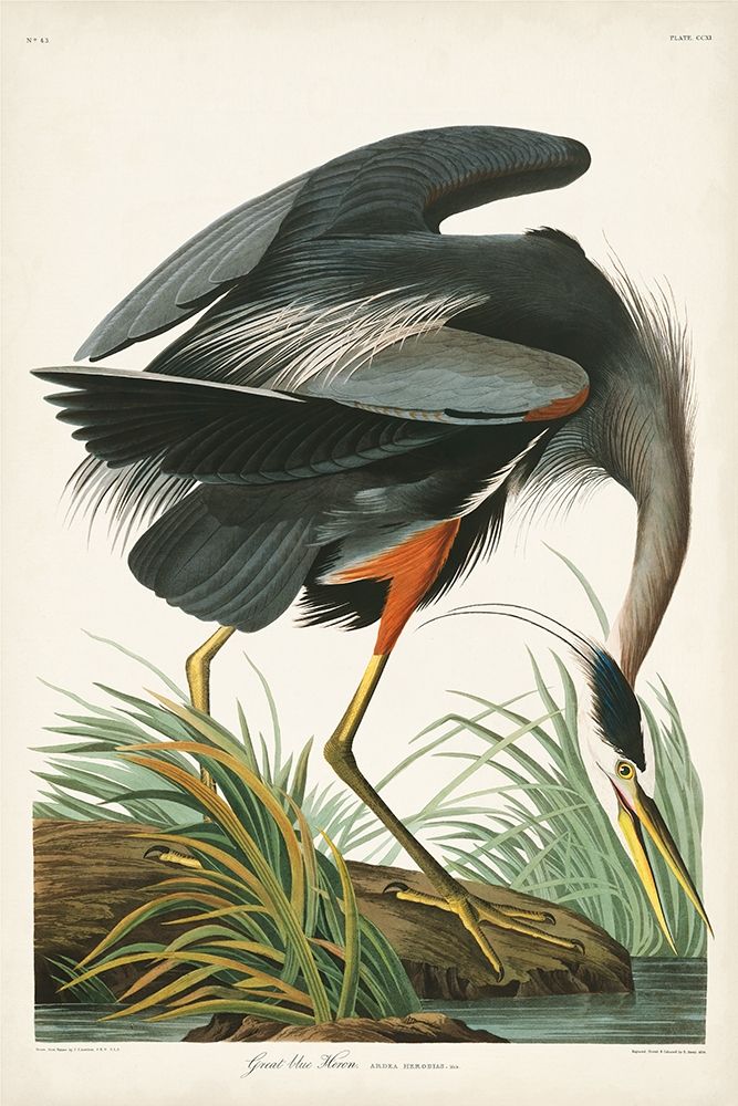 Pl 211 Great Blue Heron