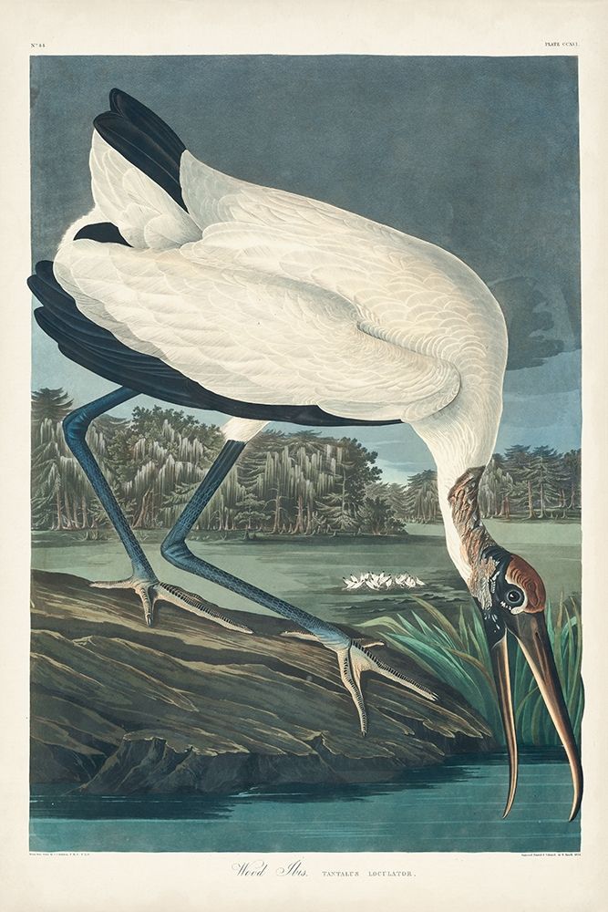 Pl 216 Wood Ibis