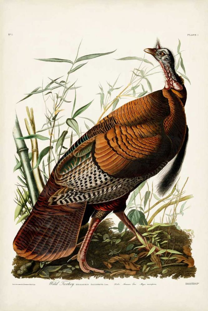 Pl 1 Wild Turkey