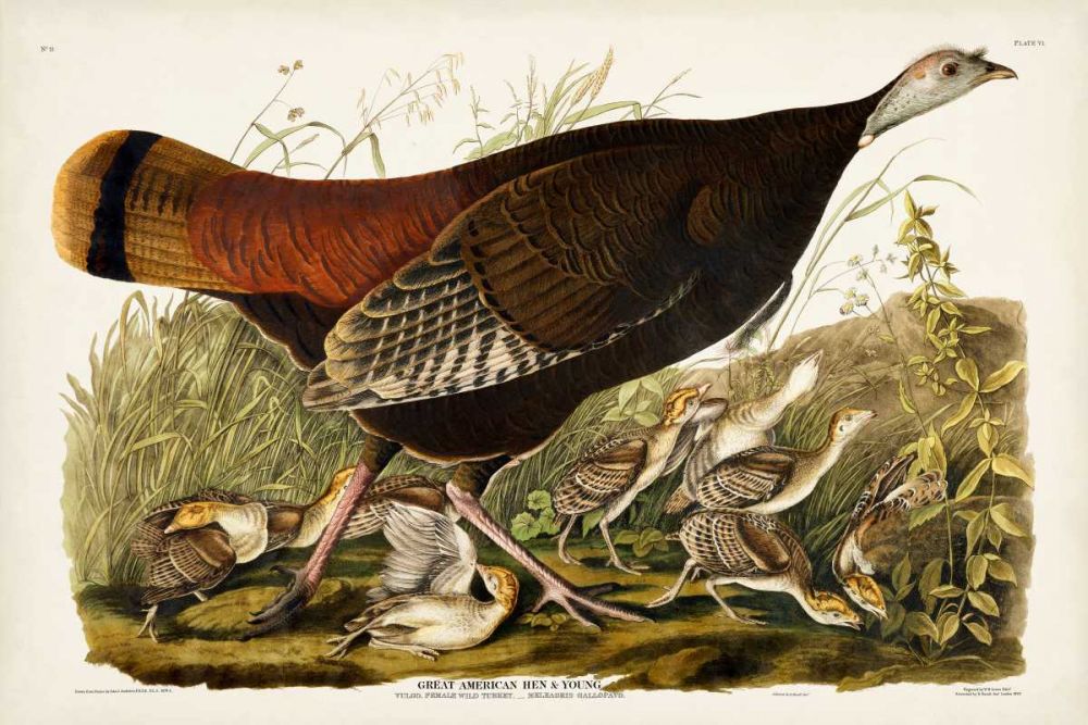 Pl 6 Great American Hen and Young