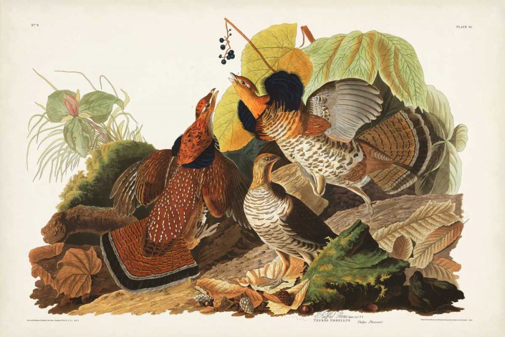 Pl 41 Ruffed Grouse