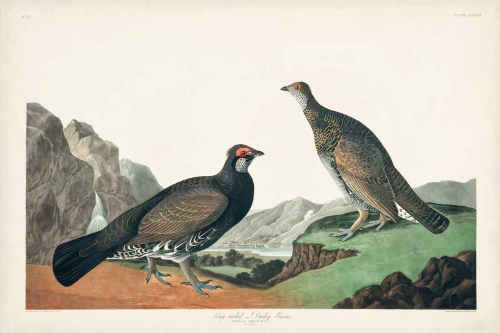 Pl 361 Long-tailed or Dusky Grouse