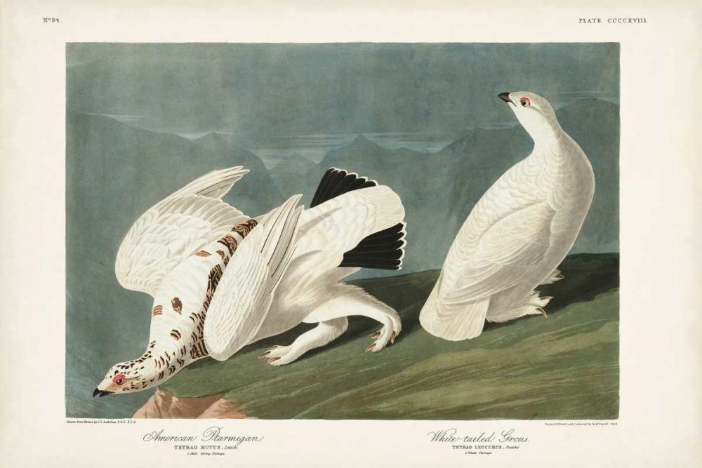 Pl 418 American Ptarmigan