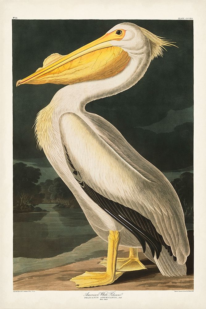 Pl 311 American White Pelican