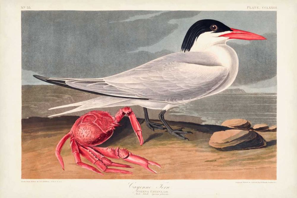 Pl 273 Cyenne Tern