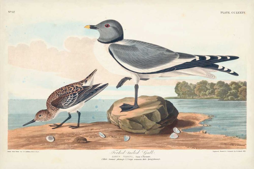 Pl 285 Fork-tailed Gull