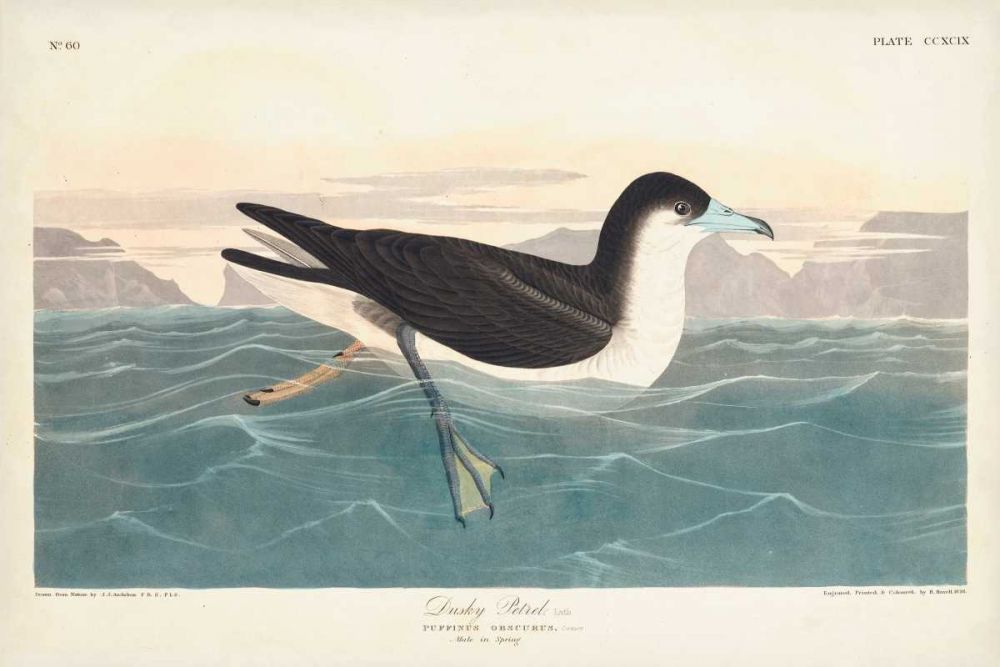 Pl 299 Dusky Petrel