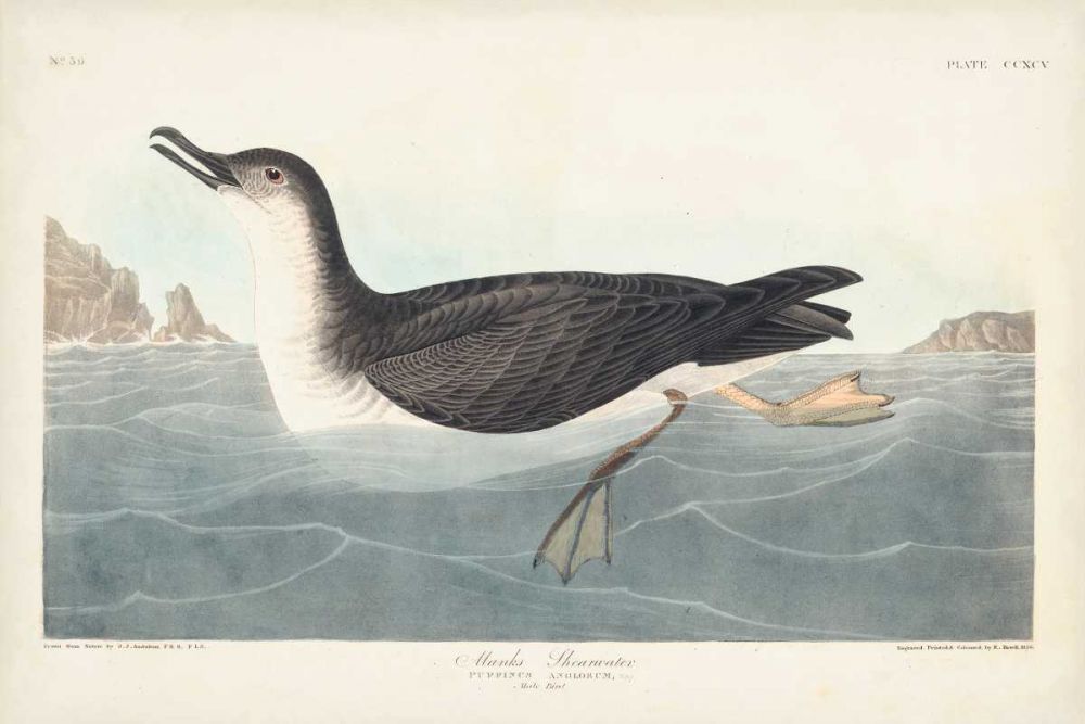 Pl 295 Manks Shearwater