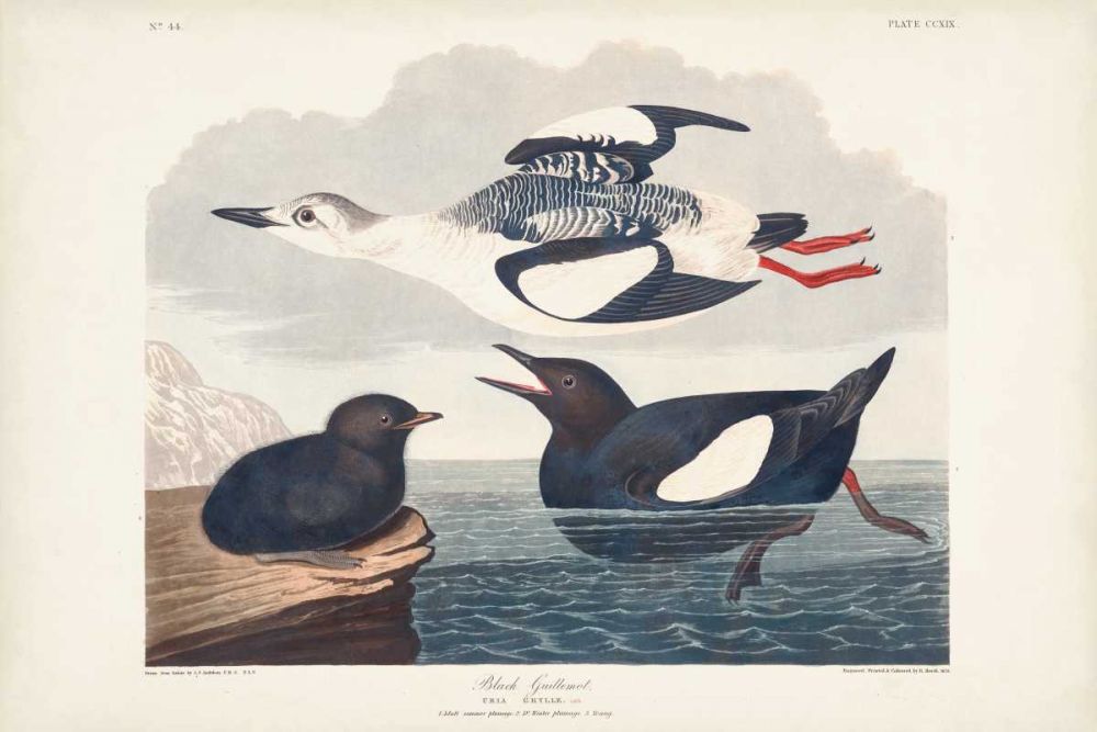 Pl 219 Black Gillemot