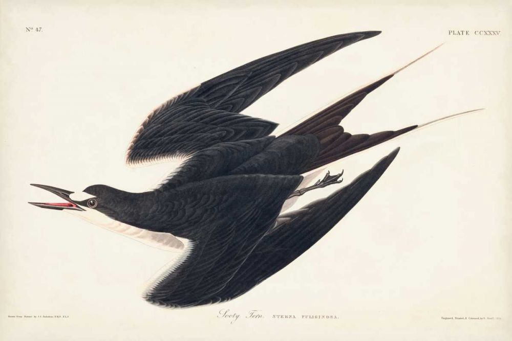 Pl 235 Sooty Tern