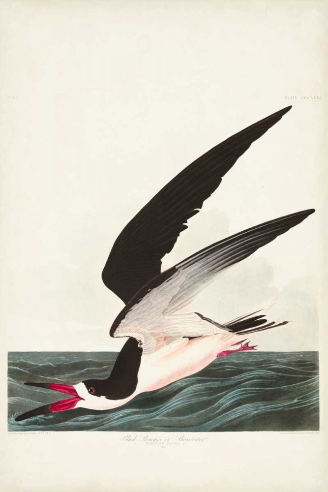 Pl 323 Black Skimmer or Shearwater