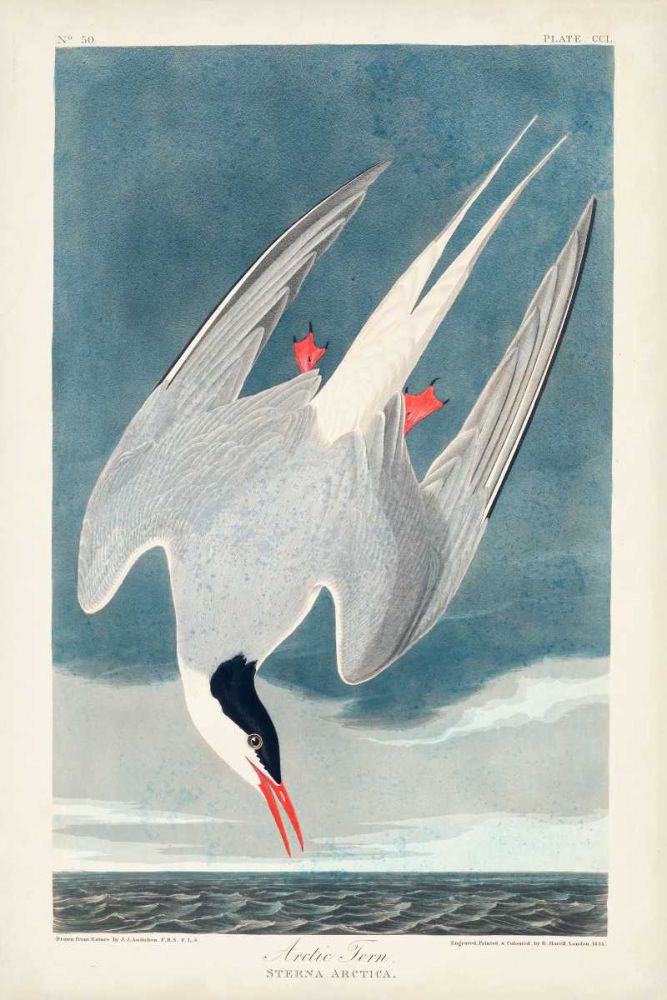 Pl 250 Artic Tern