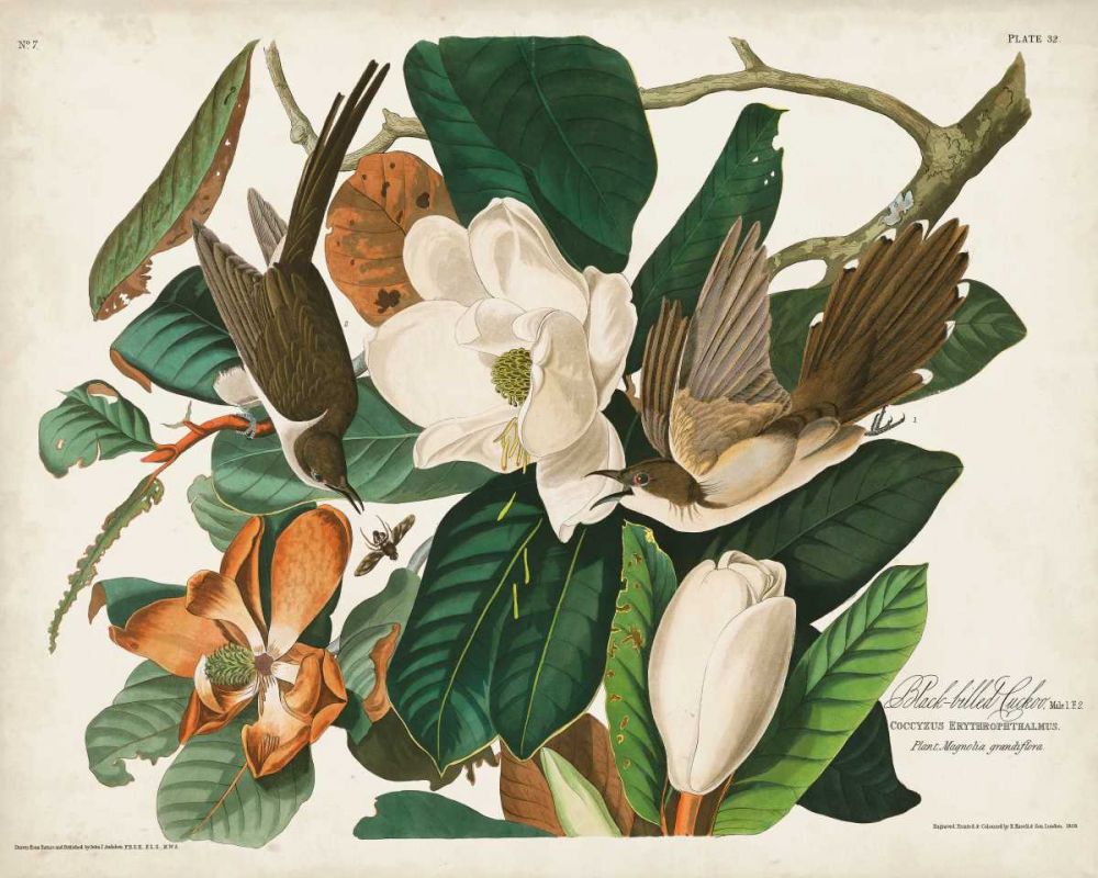 Pl 32 Black-billed Cuckoo
