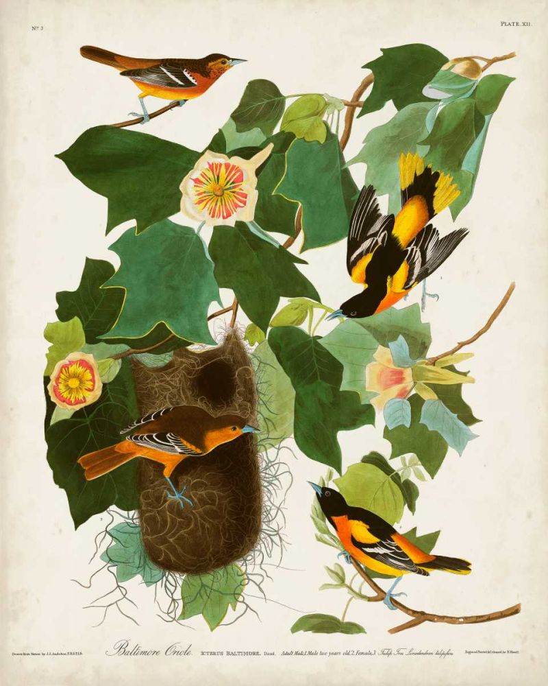 Pl 12 Baltimore Oriole