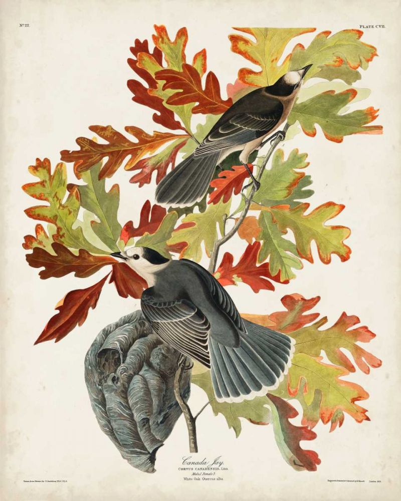 Pl 107 Canada Jay