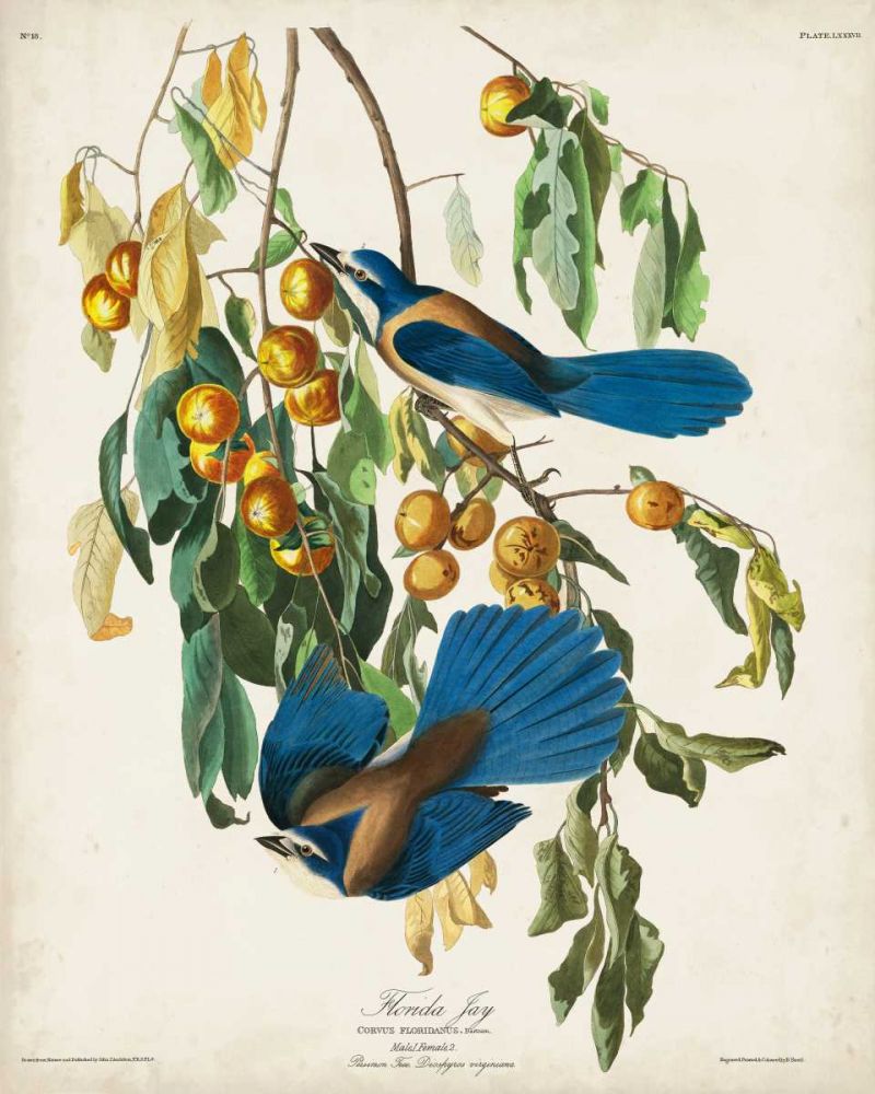 Pl 87 Floriday Jay