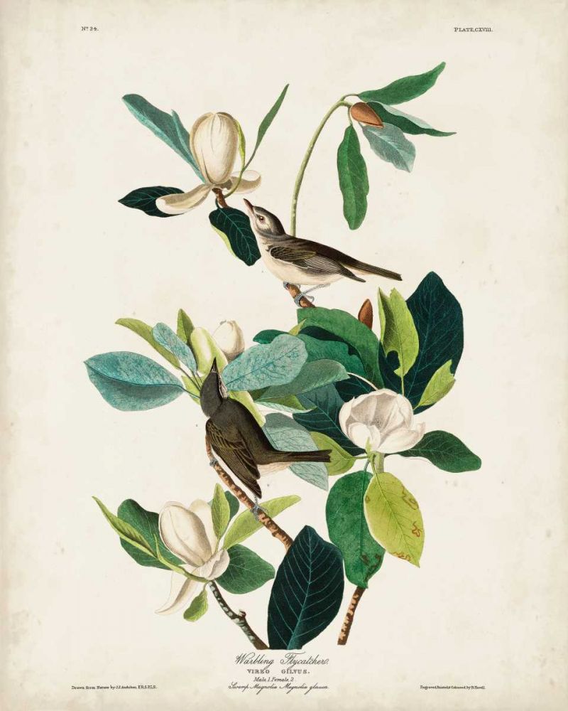 Pl 118 Warbling Flycatcher