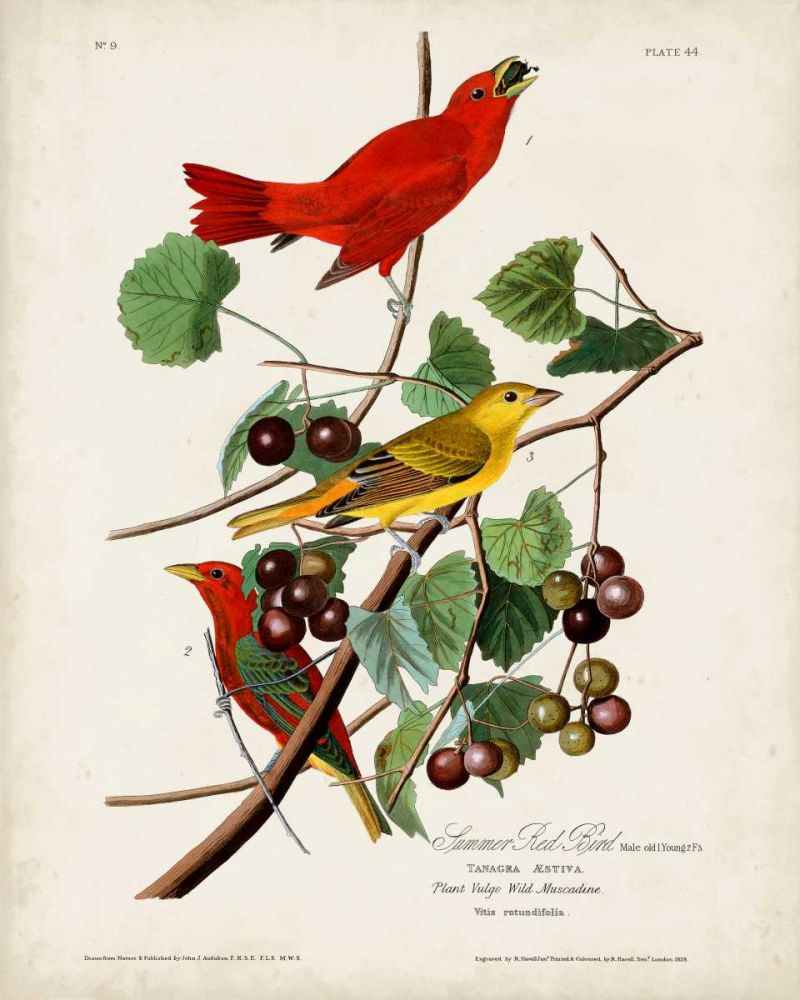 Pl 44 Summer Red Bird