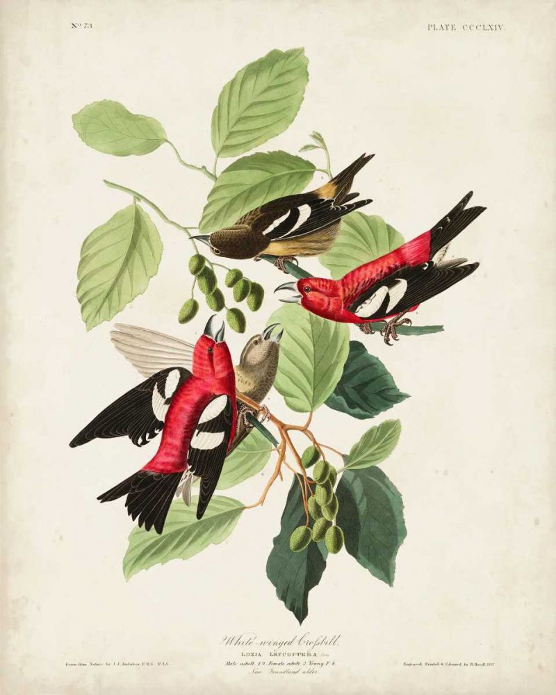 Pl 364 White-winged Crossbill