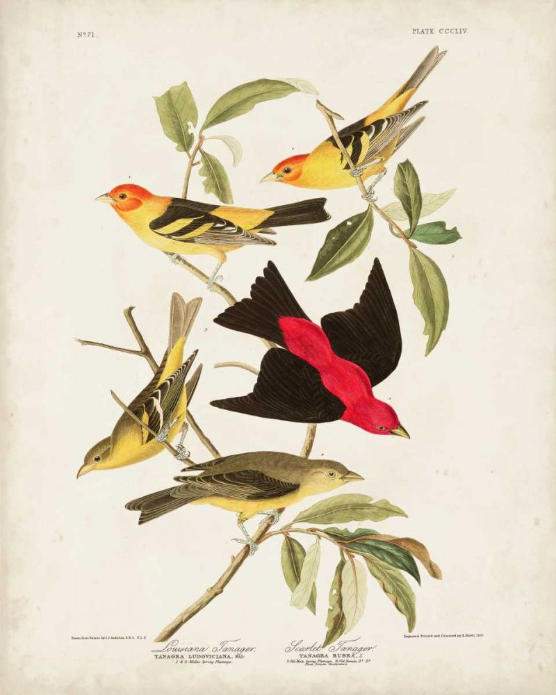 Pl 354 Louisiana Tanager