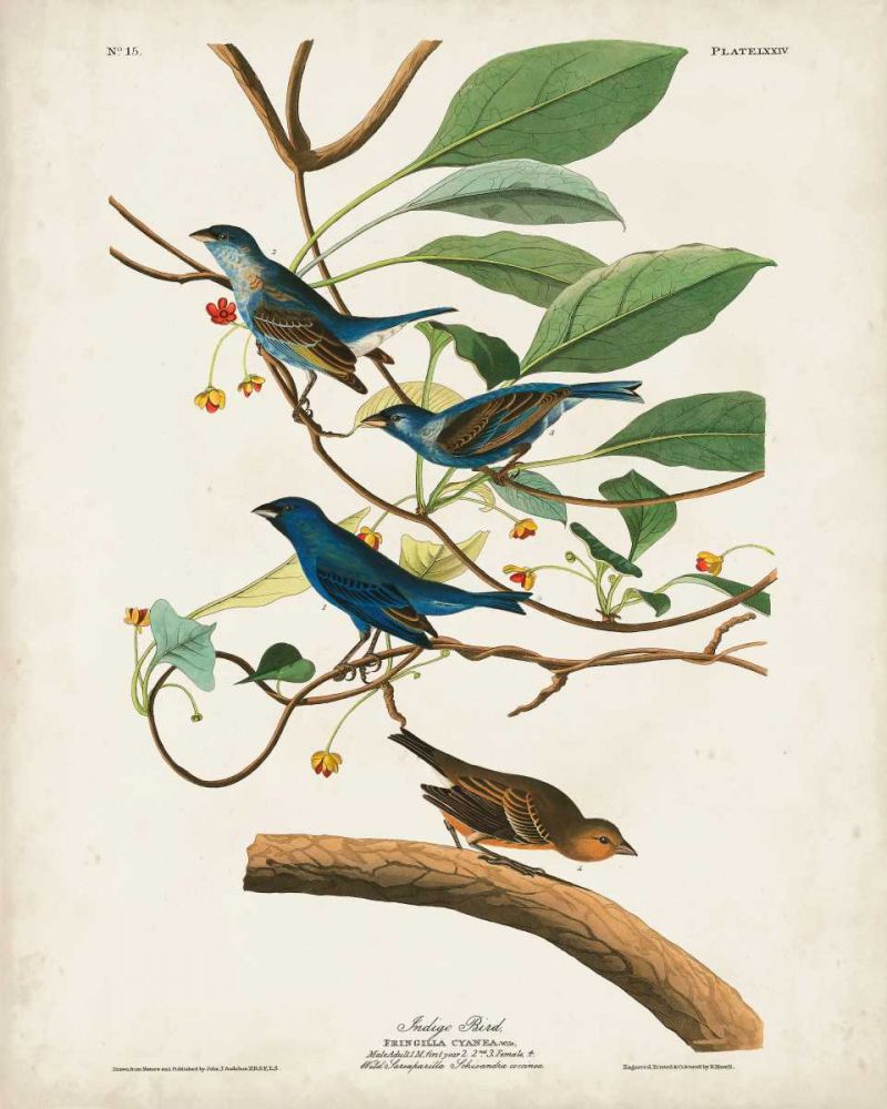 Pl 74 Indigo Bird