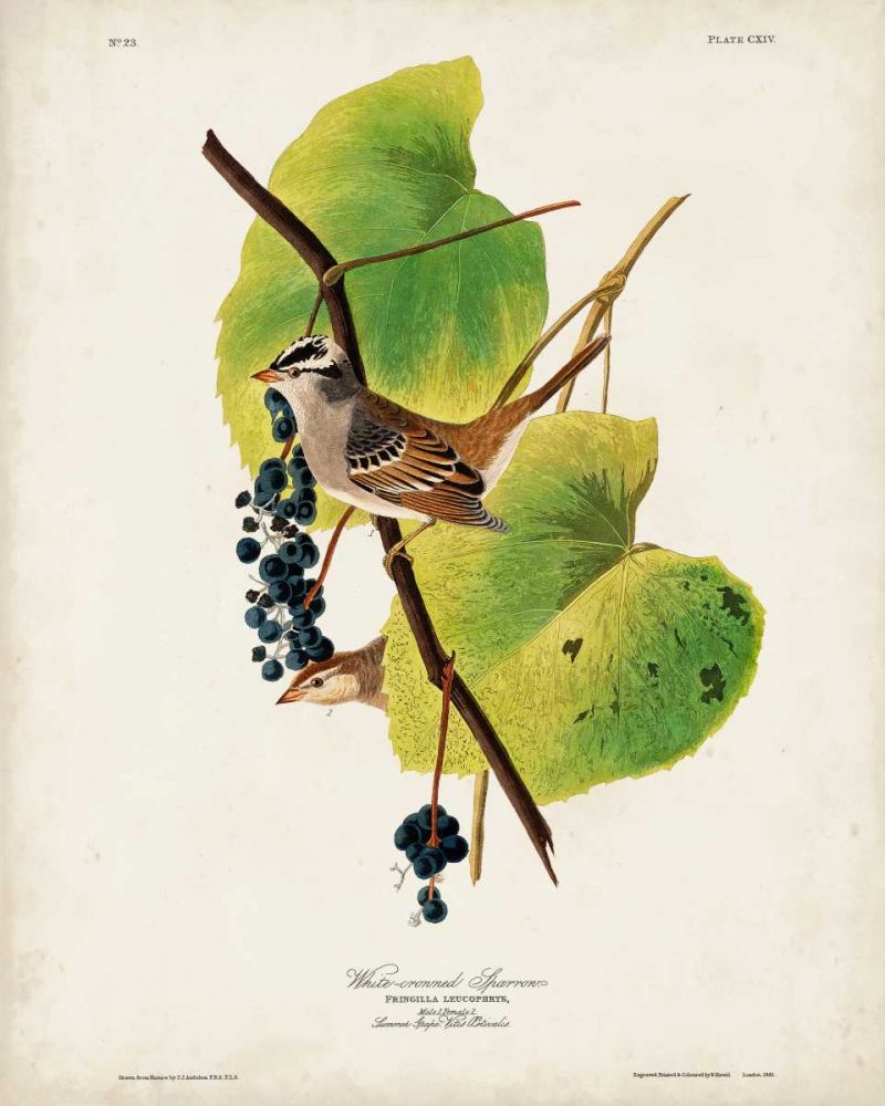 Pl 114 White-crowned Sparrow