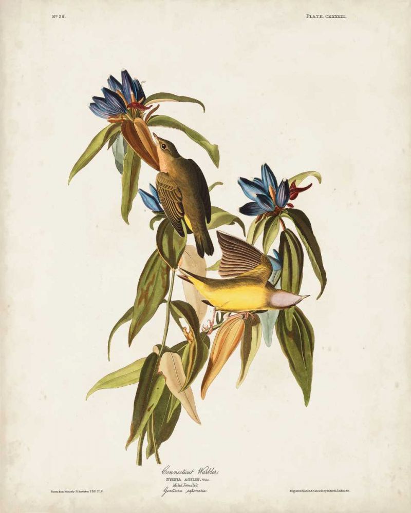 Pl 138 Connecticut Warbler