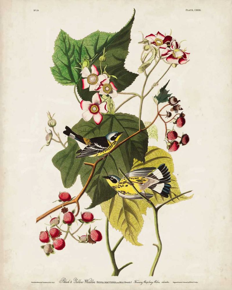 Pl 123 Black and Yellow Warbler