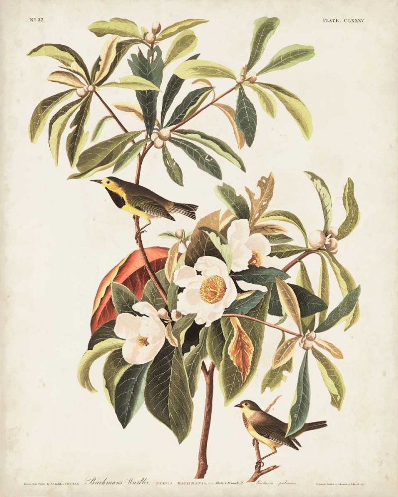 Pl 185 Bachmans Warbler